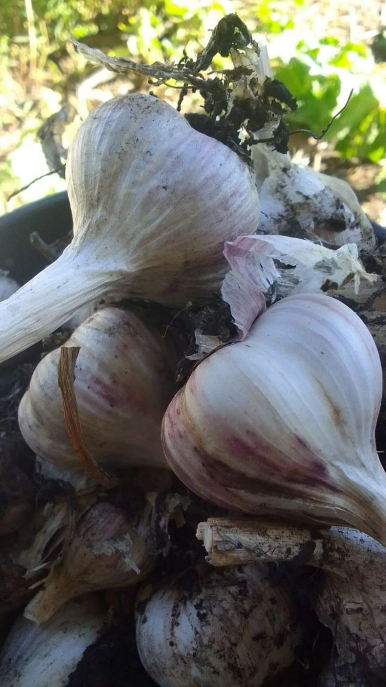 Йүткеректән шәп дауа