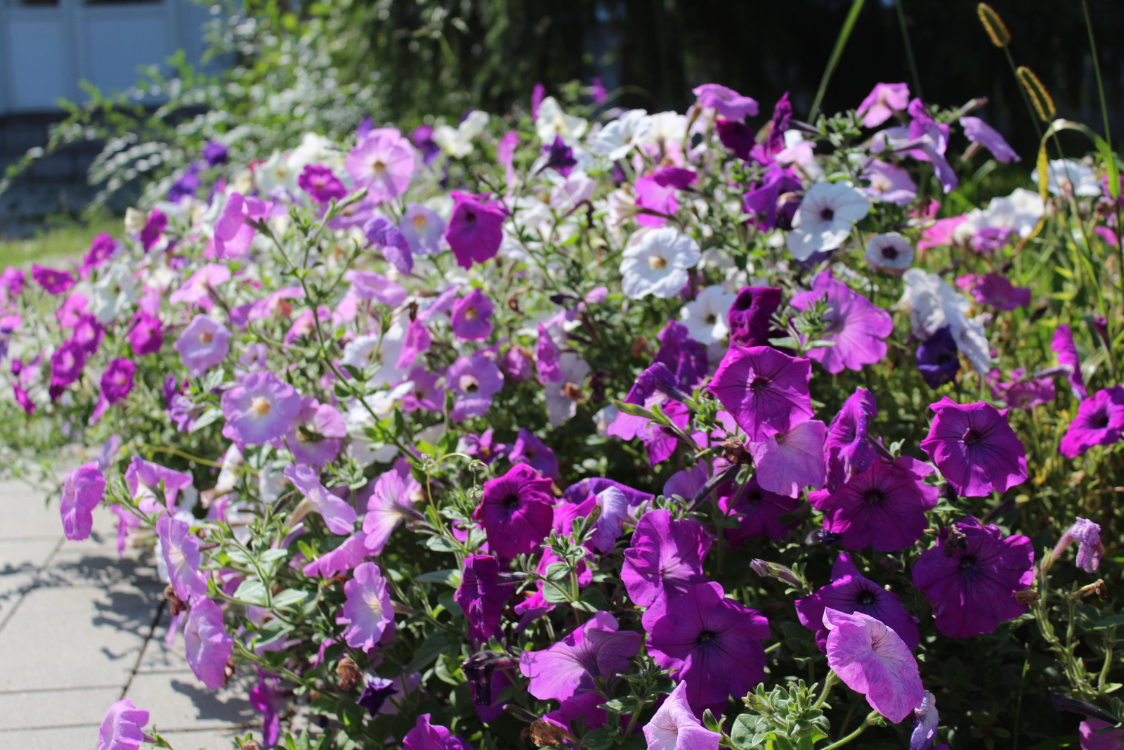 Һорамағыҙ тол ҡатындар хәлен...