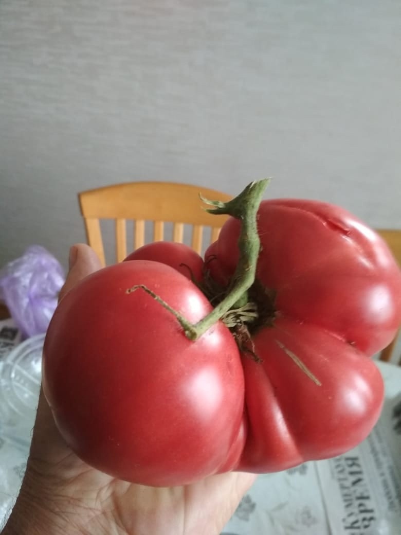 Минең помидор ошо ҙурлыҡта, ә һеҙҙеке?