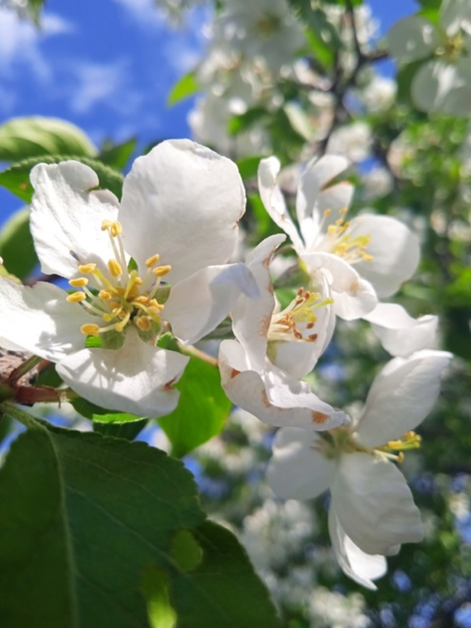 МӨХӘББӘТ ХАҠЫ