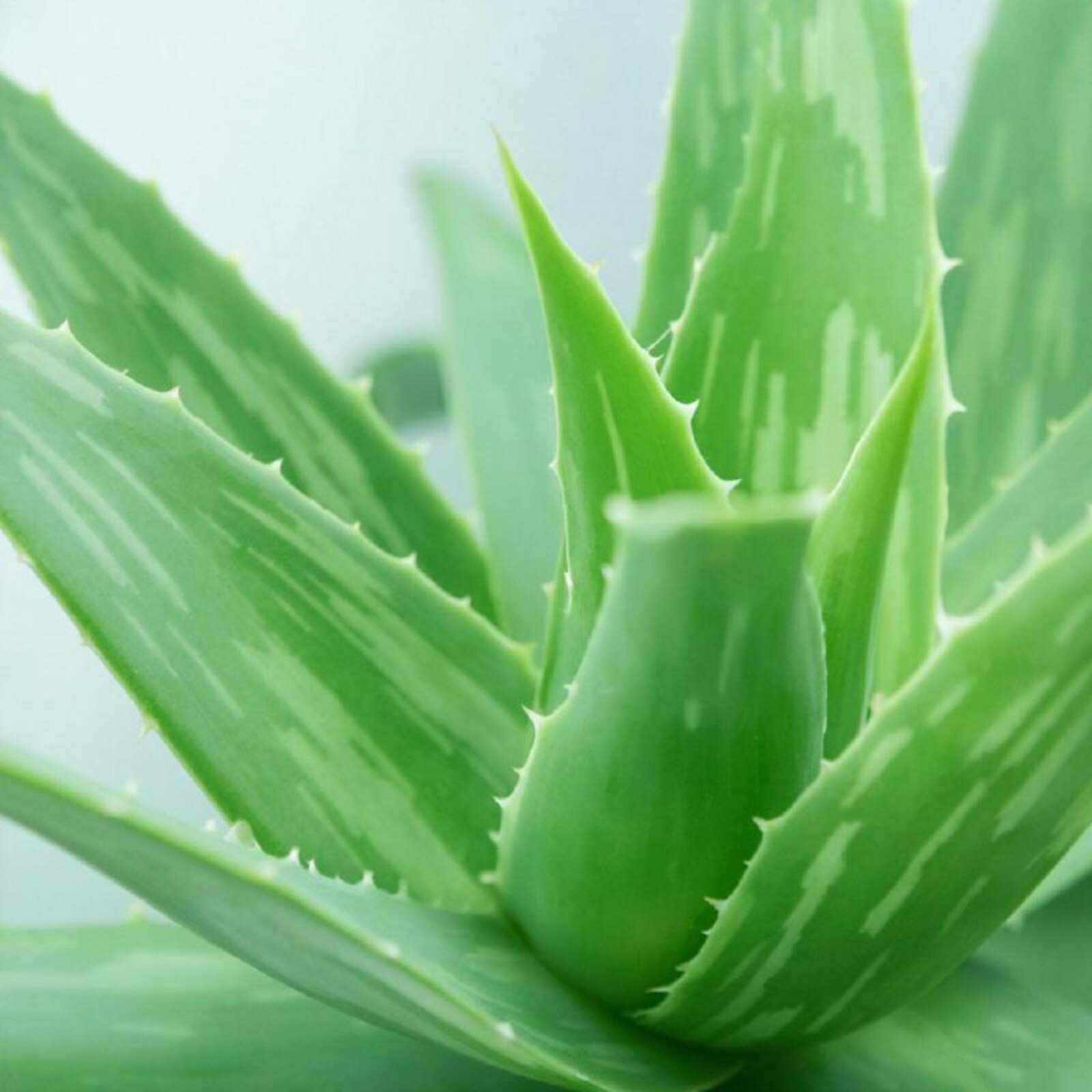 Файҙалы кәңәштәр