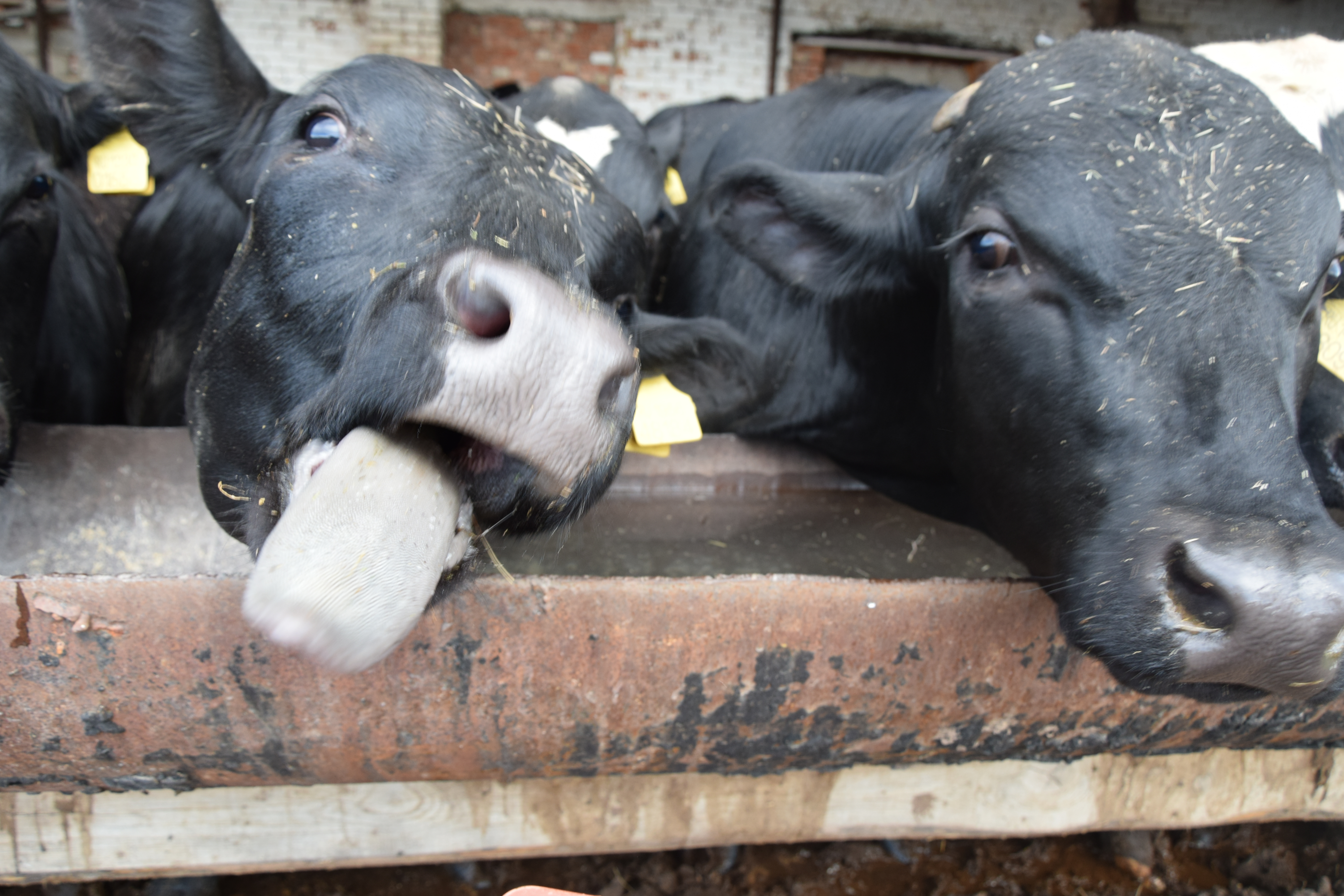 В сельхозпредприятиях районов республики получают более 25 килограммов молока от коровы в сутки