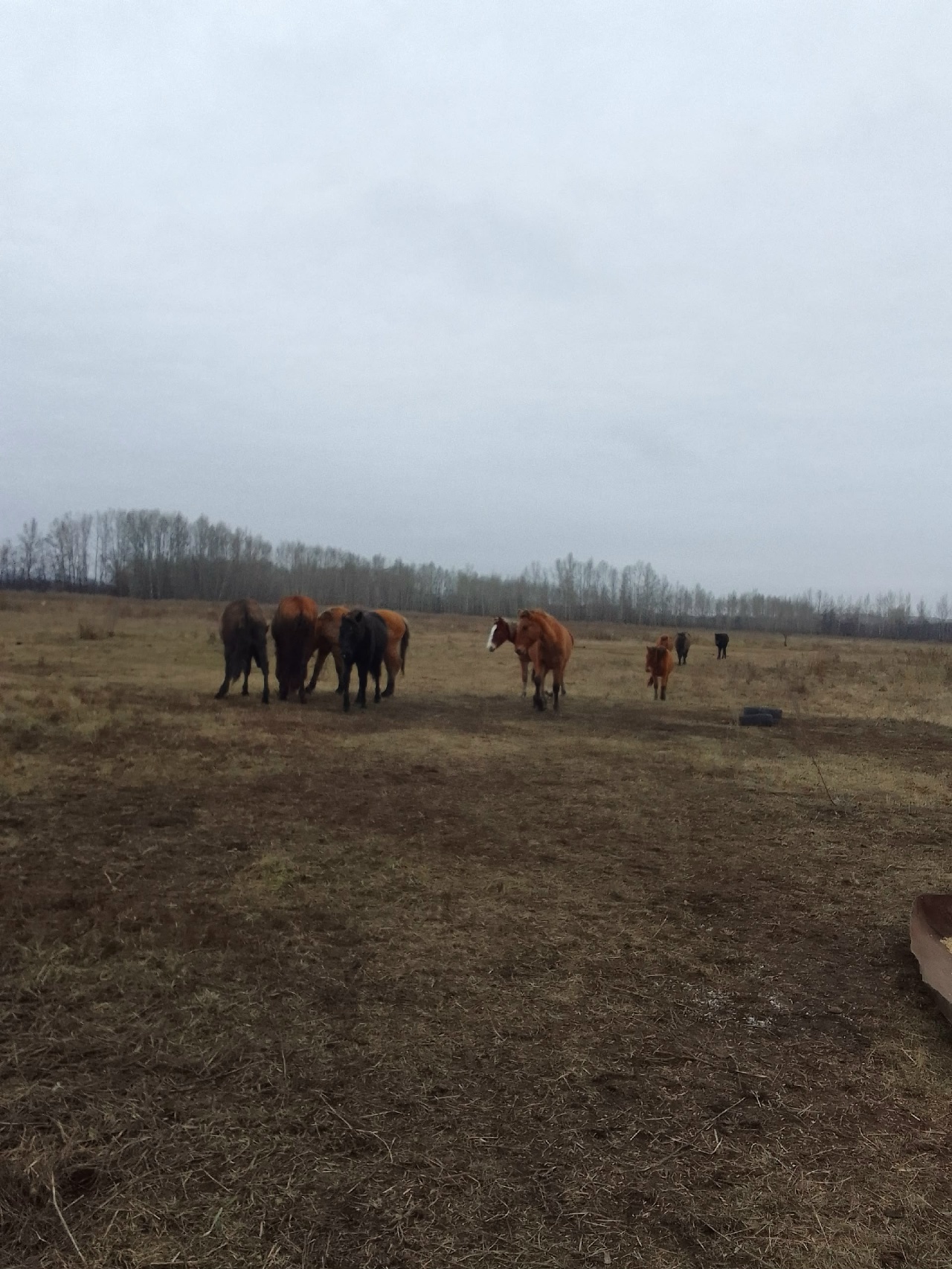 Аҡ билет (Хикәйә)