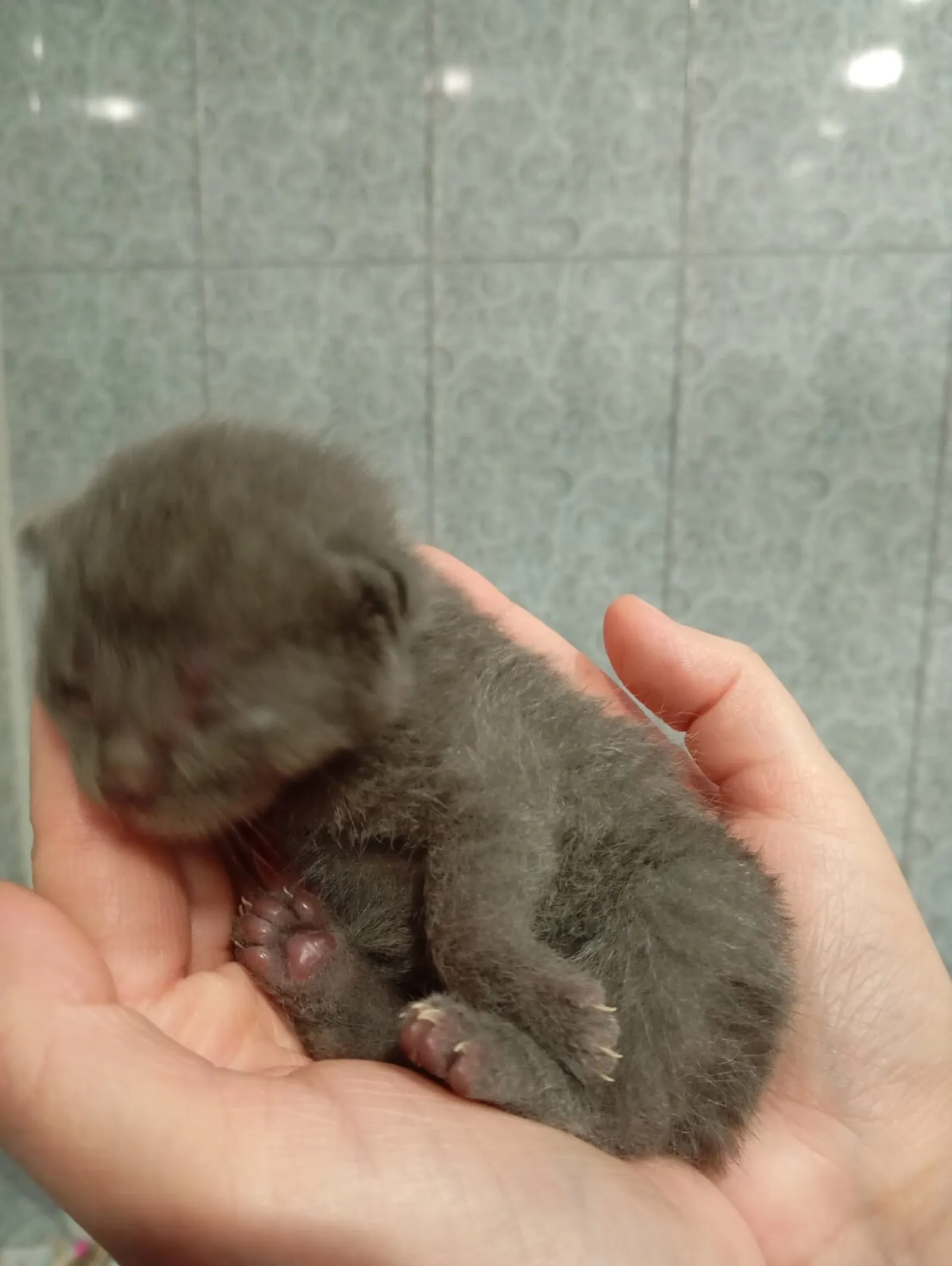 КЕНДЕК ӘБЕЙЕ