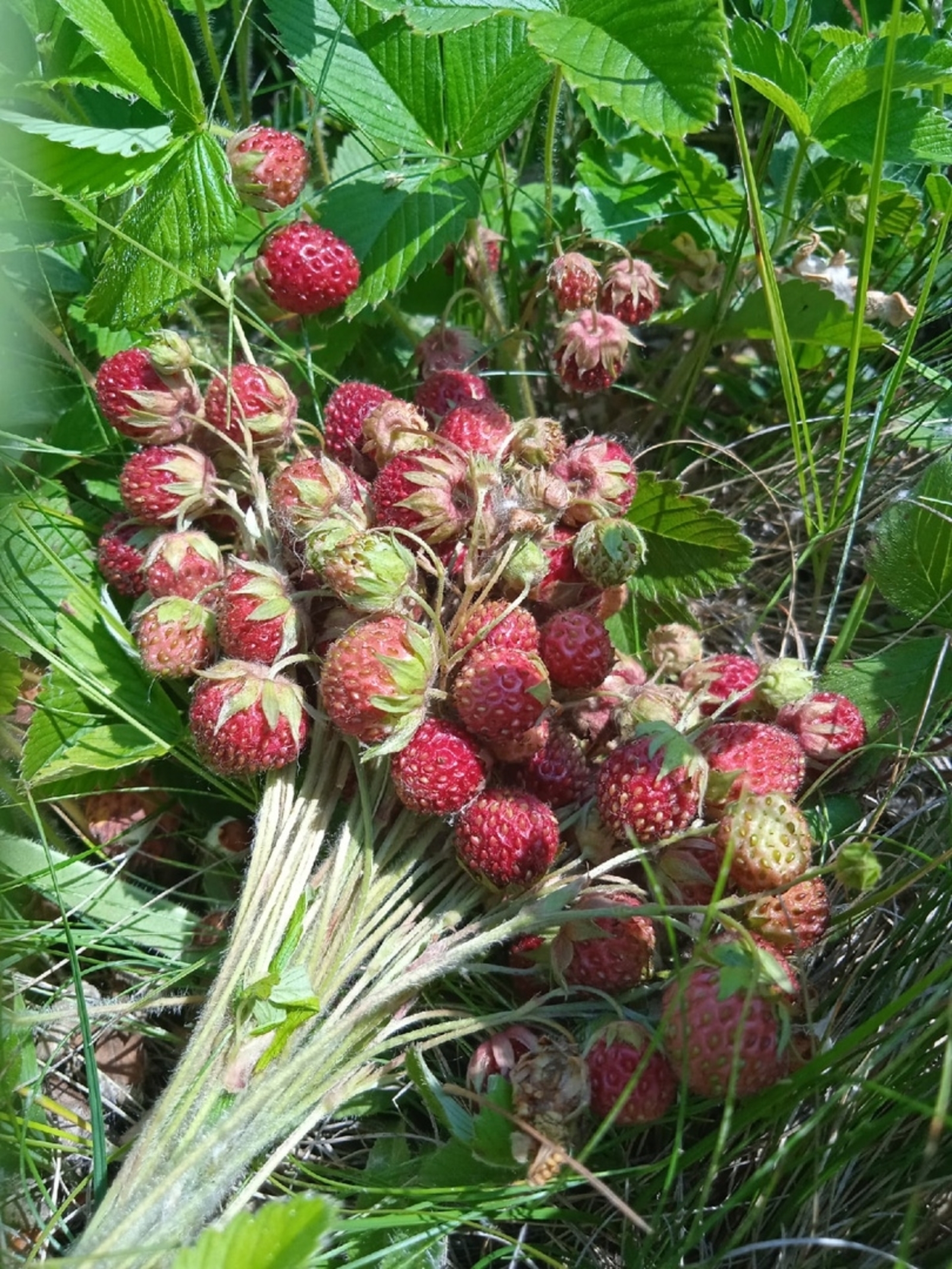 ЙӨРӘКТӘГЕ ЙӨК