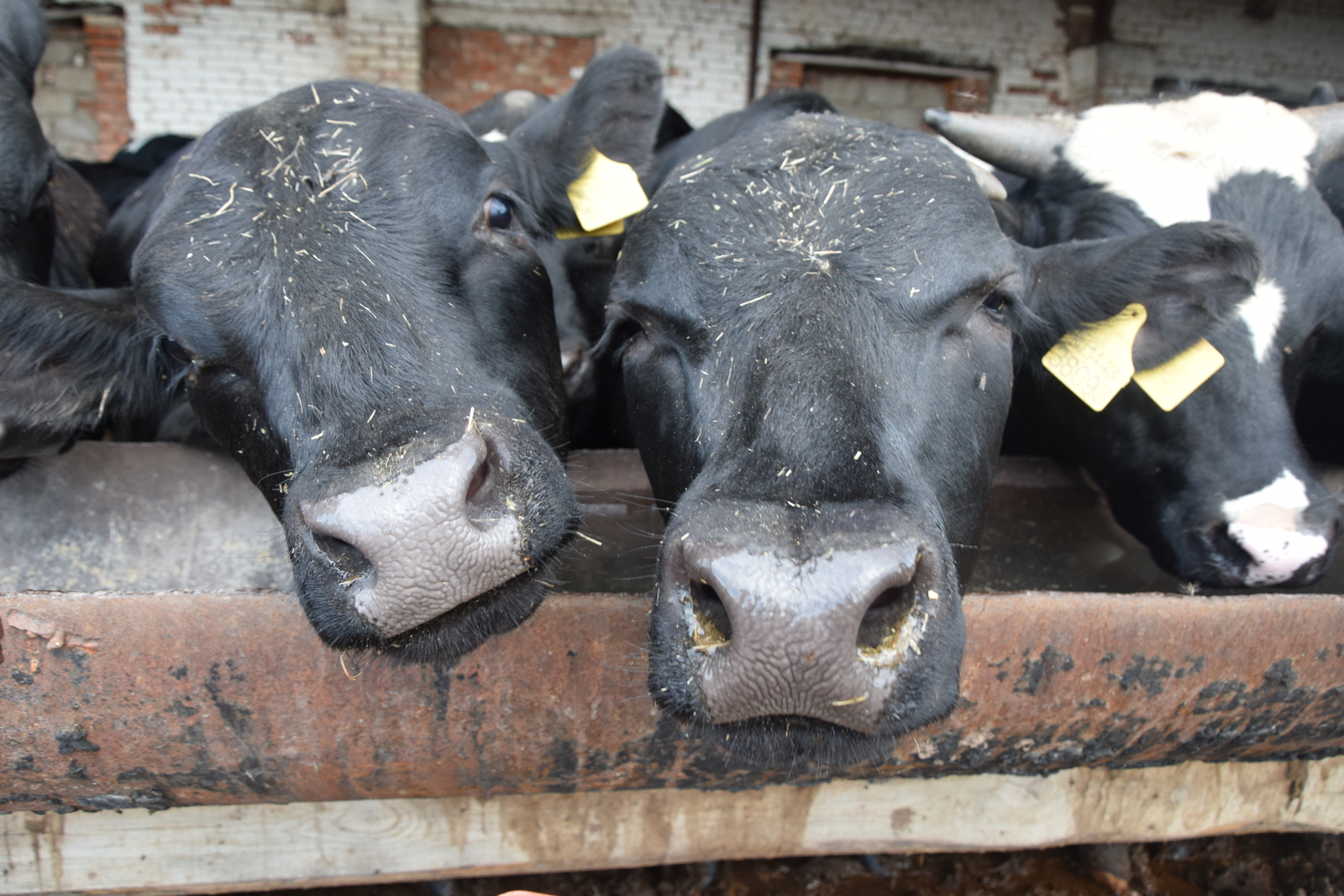 В сельхозпредприятиях районов республики получают более 25 килограммов молока от коровы в сутки