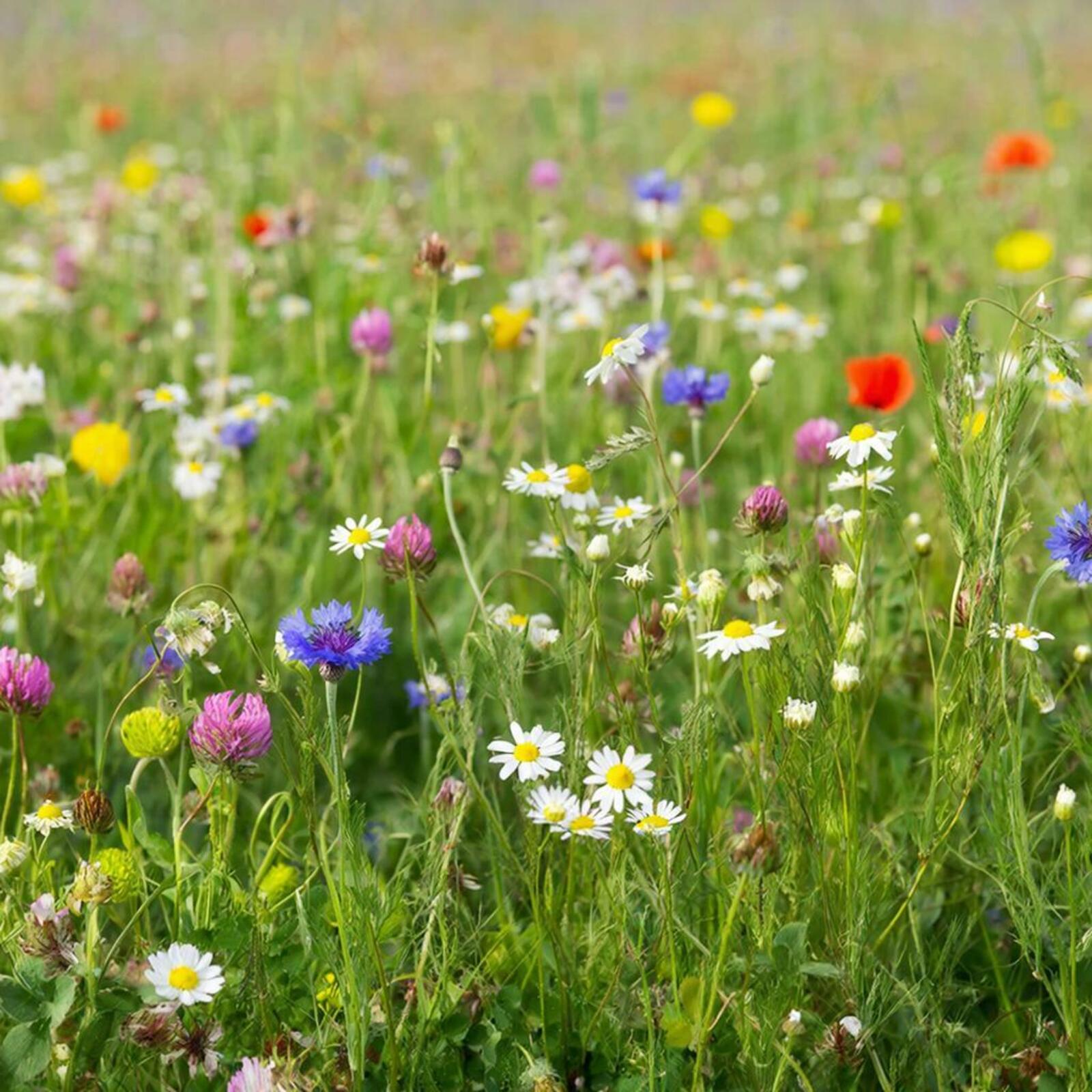 Файҙалы кәңәштәр