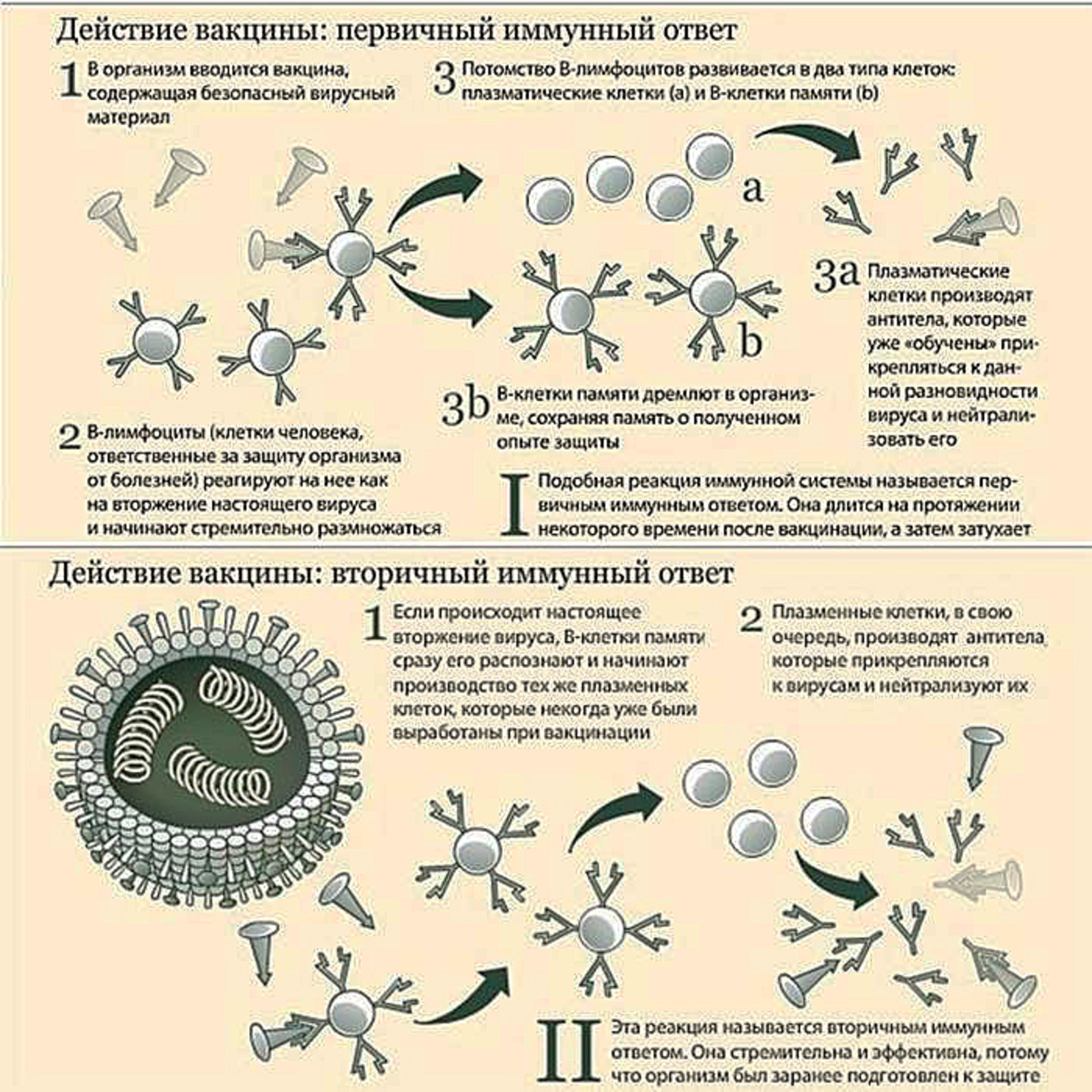 В Башкортостане продолжается массовая вакцинация